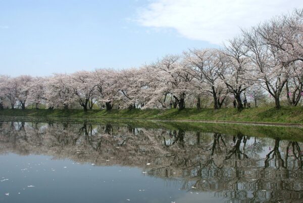 桜の名所としても有名なつくばみらい市の福岡堰