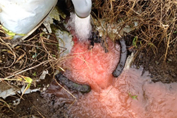 あっという間に肥料は水に溶ける。(赤い色は流し込み専用肥料に含まれる塩化カリ)