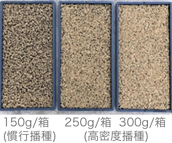 播種量を増量した様子