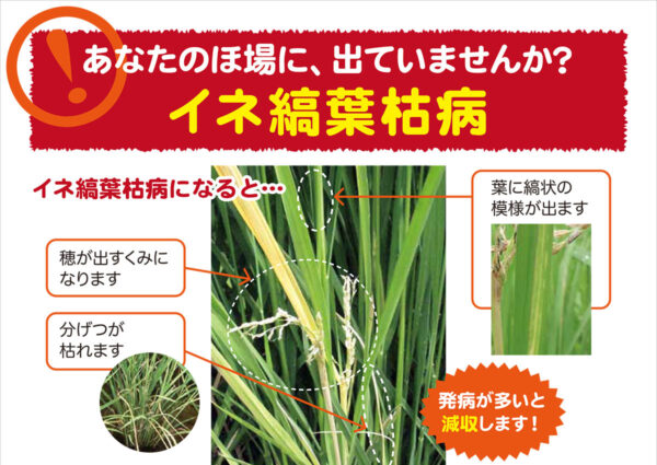 イネ縞葉枯病