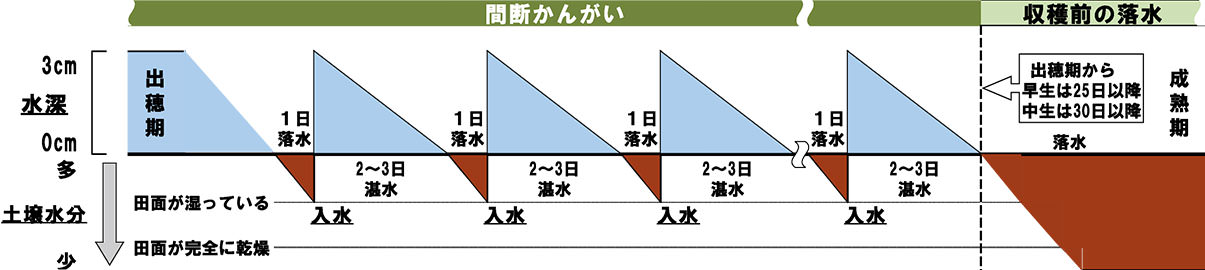 出穂後の間断かんがい法