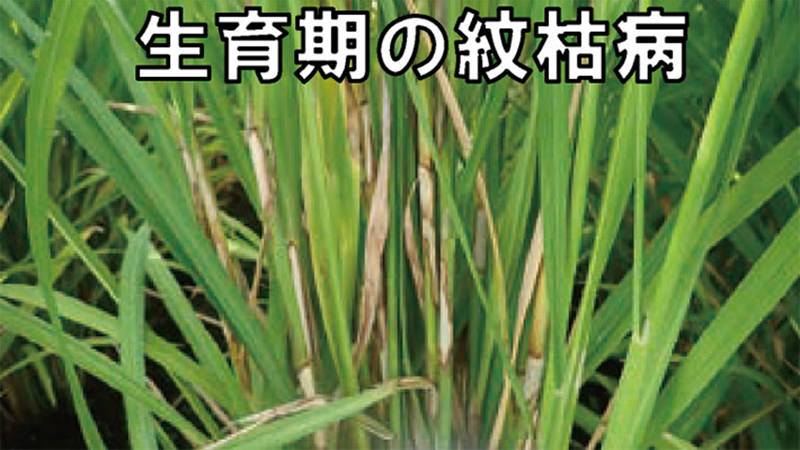 生育期の紋枯病